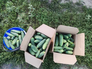 Огурцы