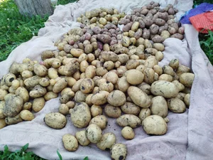 Картофель сорта Коломбо, Королева Анна и Жуковский