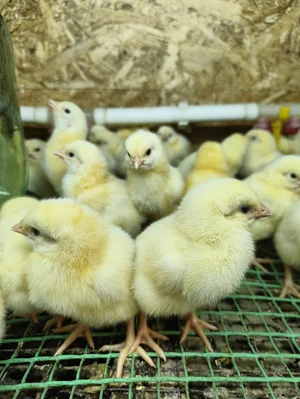 Суточный бройлер кобб 500