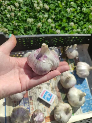 Чеснок