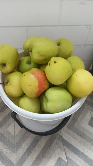 Яблоки домашние