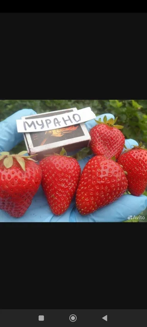 Клубничные усы