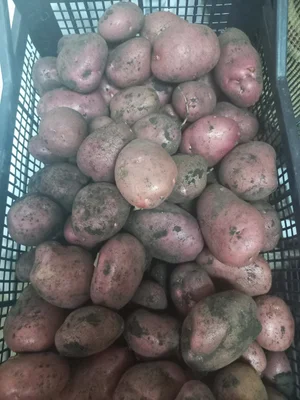 Тыква крупная