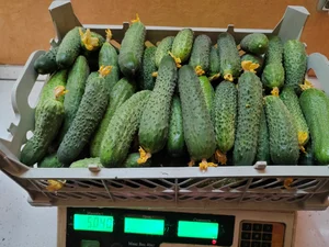 Огурцы