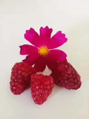Малина