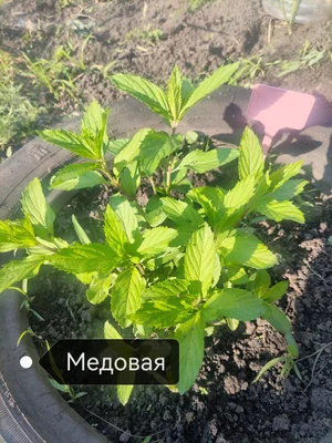 Эхинацея лечебная