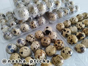 Цыплята корнишоны