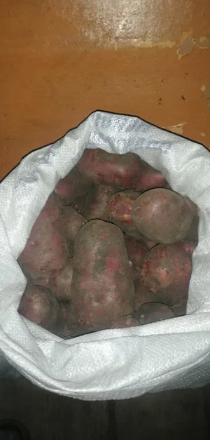 Картофель