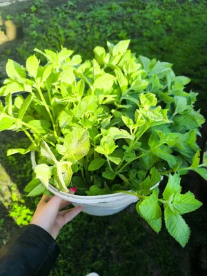 Куриное яйцо