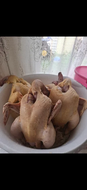 Мясо домашних кроликов