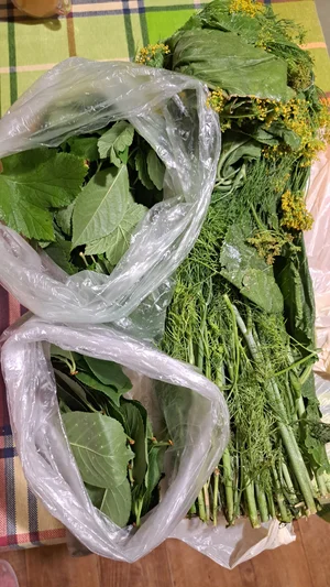 Яблоки грушовка