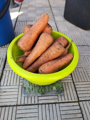 Лук