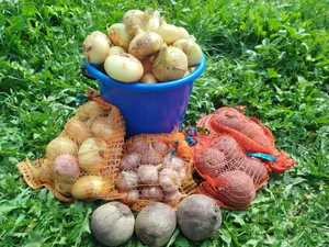 Картофель (крупный и средний)