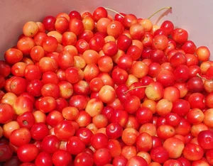 Сладкая желтокрасная черешня