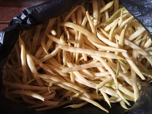Укроп