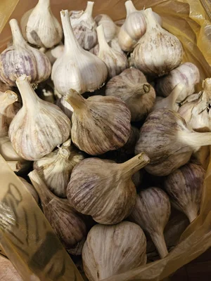 Домашние яички