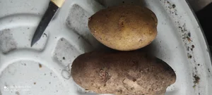 Яйца от деревенских молоденьких курочек