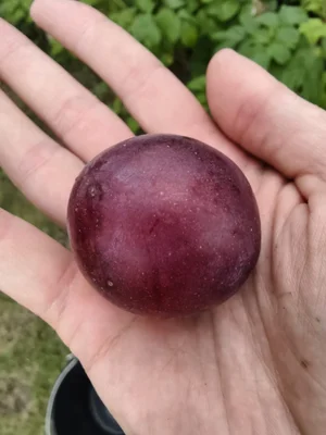 Сливы