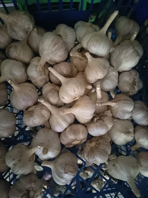Фасоль спаржевая