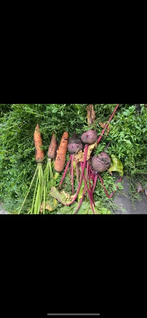 Кабачки