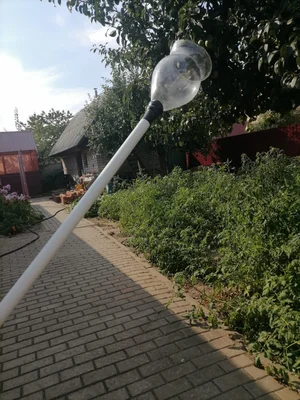 Груши