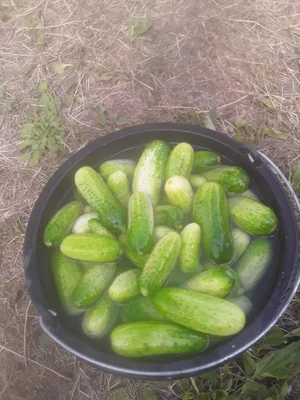 Огурцы