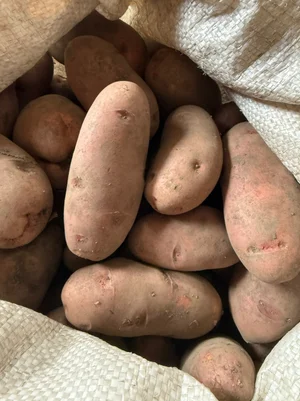 Картофель