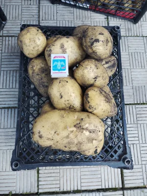 Лук