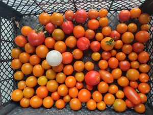 Кабачки