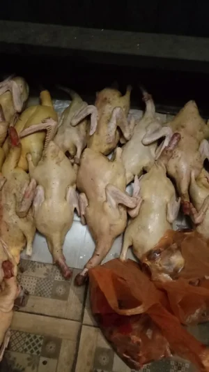 Домашние молодые петушки