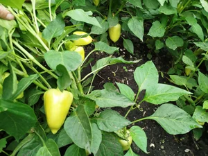 Картофель сорта Коломбо, Королева Анна и Жуковский