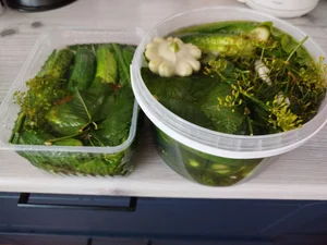 Картофель сорта Коломбо, Королева Анна и Жуковский