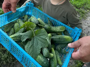 Огурцы