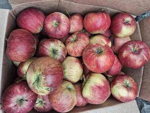 Яблоки Россошанка крупная