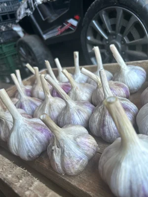 Картофель