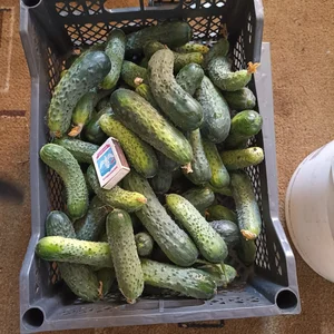 Огурцы