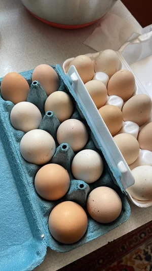 Куриные яйца