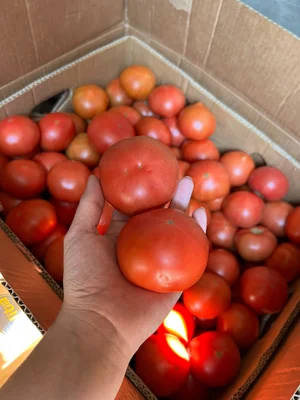 Помидор розовый крупный