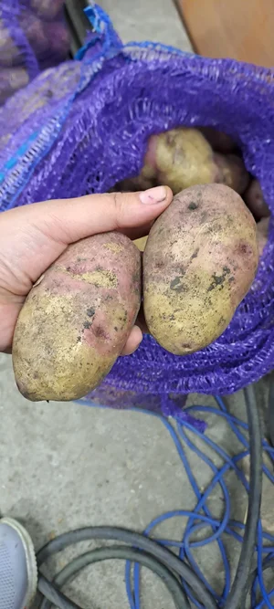 Картофель сорт кофта-юбка