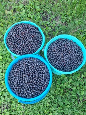 Черноплодная рябина