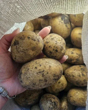 Картофель