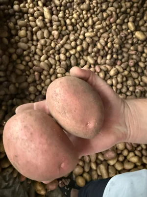 Беллароза