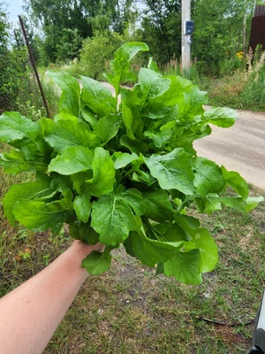Базилик
