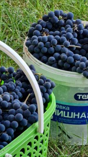 Виноград изабелла