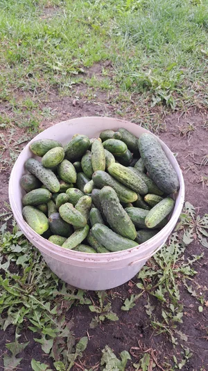Огурчики на еду и засолку