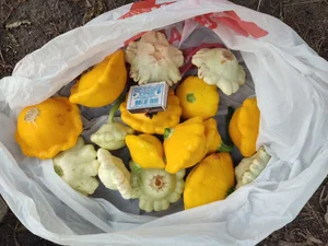 Патиссоны