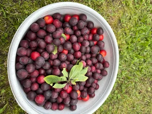 Алыча медовая красная и желтая