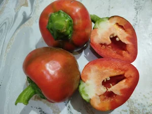 Болгарский перец