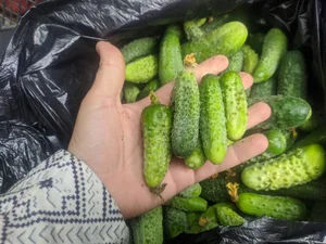 Огурцы