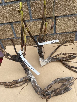 Корни пиона Хиллари